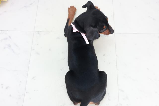 沖縄県のミニチュアピンシャー (Coo&RIKUイオン北谷店/2025年10月11日生まれ/女の子/ブラックタン)の子犬の4枚目の画像