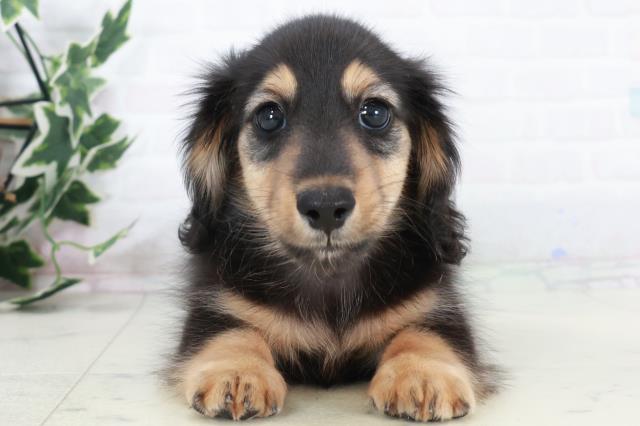 愛媛県のカニンヘンダックスフンド(ロング) (Coo&RIKU愛媛松山店/2025年10月12日生まれ/男の子/ブラックタン)の子犬の1枚目の画像