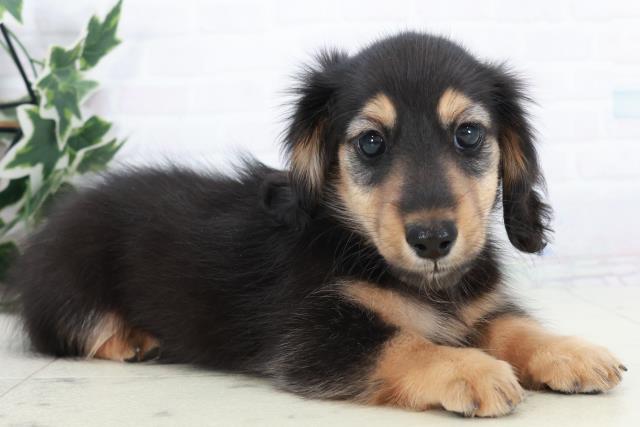 愛媛県のカニンヘンダックスフンド(ロング) (Coo&RIKU愛媛松山店/2025年10月12日生まれ/男の子/ブラックタン)の子犬の2枚目の画像