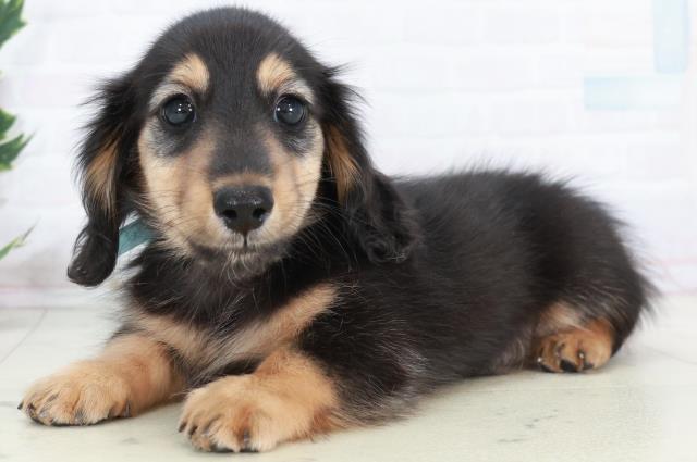 愛媛県のカニンヘンダックスフンド(ロング) (Coo&RIKU愛媛松山店/2025年10月12日生まれ/男の子/ブラックタン)の子犬の3枚目の画像