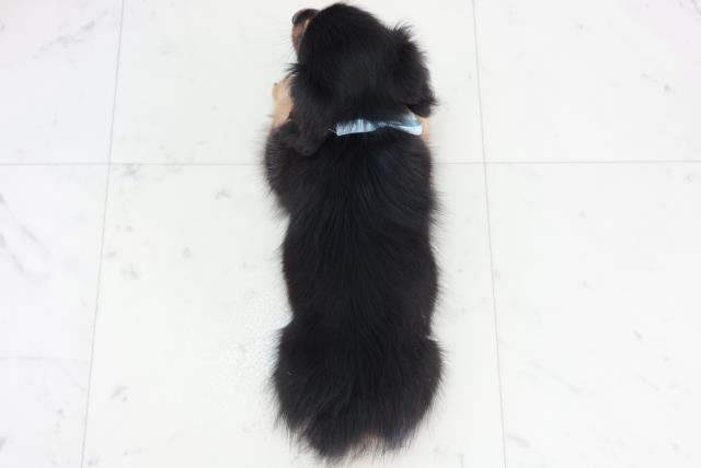 愛媛県のカニンヘンダックスフンド(ロング) (Coo&RIKU愛媛松山店/2025年10月12日生まれ/男の子/ブラックタン)の子犬の4枚目の画像