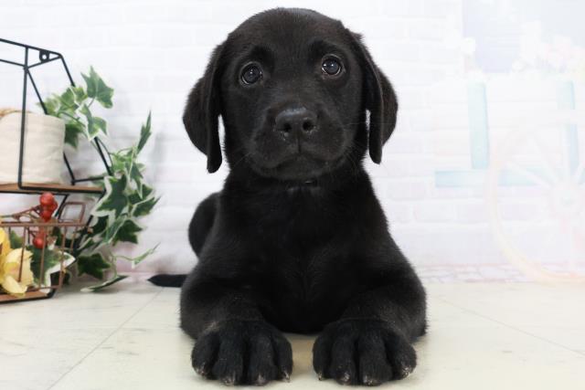 ラブラドール・レトリバー