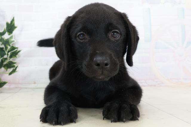 ラブラドール・レトリバー