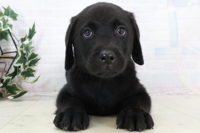 ラブラドール・レトリバー