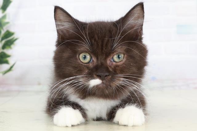 福岡県のラガマフィン (Coo&RIKU福岡東店/2025年8月31日生まれ/男の子/ブラックホワイト)の子猫の1枚目の画像