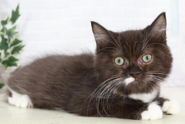 福岡県のラガマフィン (Coo&RIKU福岡東店/2025年8月31日生まれ/男の子/ブラックホワイト)の子猫の2枚目の画像