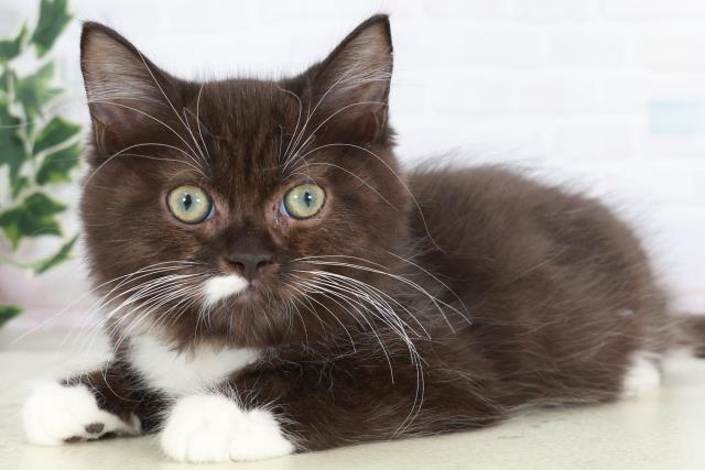 福岡県のラガマフィン (Coo&RIKU福岡東店/2025年8月31日生まれ/男の子/ブラックホワイト)の子猫の3枚目の画像