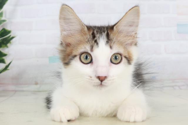 山口県のメインクーン (Coo&RIKUシーモール下関店/2025年9月19日生まれ/男の子/ブラウンタビーホワイト)の子猫