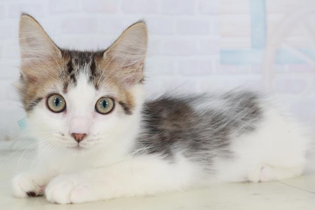 山口県のメインクーン (Coo&RIKUシーモール下関店/2025年9月19日生まれ/男の子/ブラウンタビーホワイト)の子猫の3枚目の画像