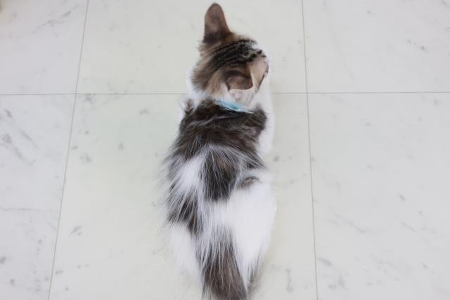 山口県のメインクーン (Coo&RIKUシーモール下関店/2025年9月19日生まれ/男の子/ブラウンタビーホワイト)の子猫の4枚目の画像