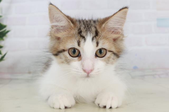 福岡県のメインクーン (Coo&RIKU大牟田店/2025年9月19日生まれ/女の子/ブラウンタビーホワイト)の子猫の1枚目の画像