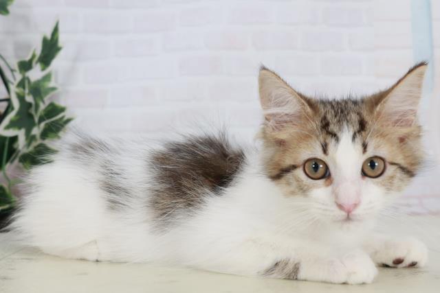 福岡県のメインクーン (Coo&RIKU大牟田店/2025年9月19日生まれ/女の子/ブラウンタビーホワイト)の子猫の2枚目の画像