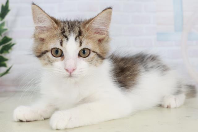 福岡県のメインクーン (Coo&RIKU大牟田店/2025年9月19日生まれ/女の子/ブラウンタビーホワイト)の子猫の3枚目の画像