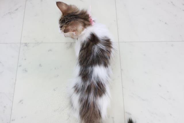 福岡県のメインクーン (Coo&RIKU大牟田店/2025年9月19日生まれ/女の子/ブラウンタビーホワイト)の子猫の4枚目の画像