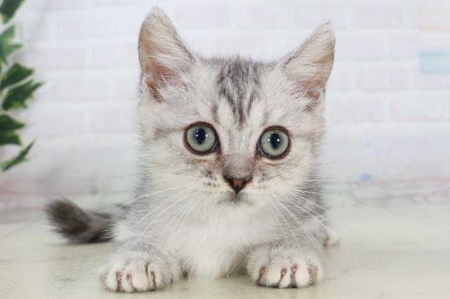 広島県のマンチカン (Coo&RIKUゆめタウン大竹店/2025年9月17日生まれ/男の子/シルバータビー)の子猫の1枚目の画像