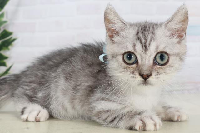 広島県のマンチカン (Coo&RIKUゆめタウン大竹店/2025年9月17日生まれ/男の子/シルバータビー)の子猫の2枚目の画像