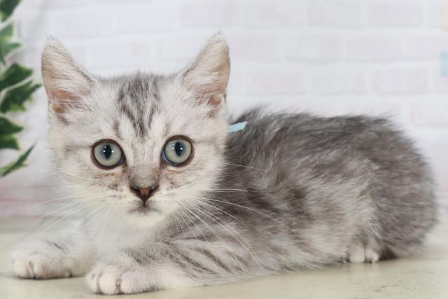 広島県のマンチカン (Coo&RIKUゆめタウン大竹店/2025年9月17日生まれ/男の子/シルバータビー)の子猫の3枚目の画像