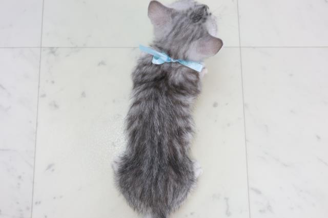 広島県のマンチカン (Coo&RIKUゆめタウン大竹店/2025年9月17日生まれ/男の子/シルバータビー)の子猫の4枚目の画像