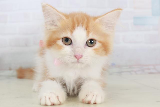 長崎県のミヌエット (Coo&RIKU長崎佐世保店/2025年9月15日生まれ/女の子/レッドタビーホワイト)の子猫の1枚目の画像