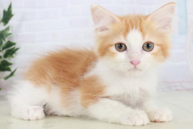 長崎県のミヌエット (Coo&RIKU長崎佐世保店/2025年9月15日生まれ/女の子/レッドタビーホワイト)の子猫の2枚目の画像