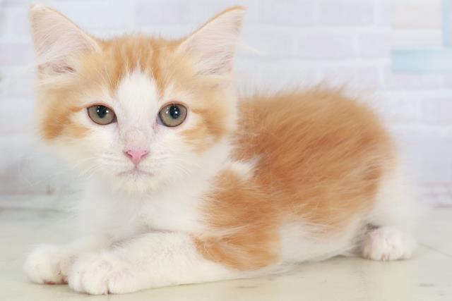 長崎県のミヌエット (Coo&RIKU長崎佐世保店/2025年9月15日生まれ/女の子/レッドタビーホワイト)の子猫の3枚目の画像