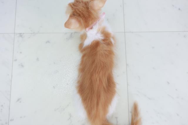 長崎県のミヌエット (Coo&RIKU長崎佐世保店/2025年9月15日生まれ/女の子/レッドタビーホワイト)の子猫の4枚目の画像