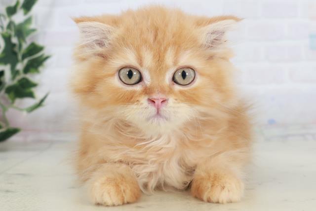 福岡県のフォールデックス (Coo&RIKU行橋店/2025年9月7日生まれ/女の子/レッドタビー)の子猫の1枚目の画像