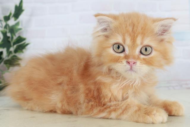 福岡県のフォールデックス (Coo&RIKU行橋店/2025年9月7日生まれ/女の子/レッドタビー)の子猫の2枚目の画像