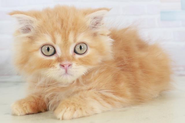 福岡県のフォールデックス (Coo&RIKU行橋店/2025年9月7日生まれ/女の子/レッドタビー)の子猫の3枚目の画像