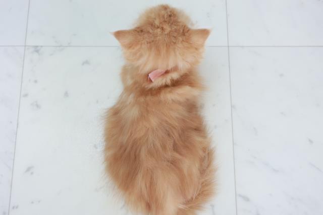 福岡県のフォールデックス (Coo&RIKU行橋店/2025年9月7日生まれ/女の子/レッドタビー)の子猫の4枚目の画像