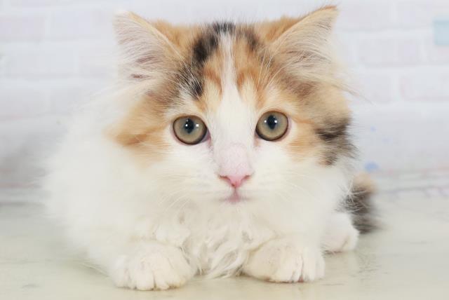 長崎県のスコティッシュフォールド (Coo&RIKU大村店/2025年9月10日生まれ/女の子/キャリコ)の子猫の1枚目の画像