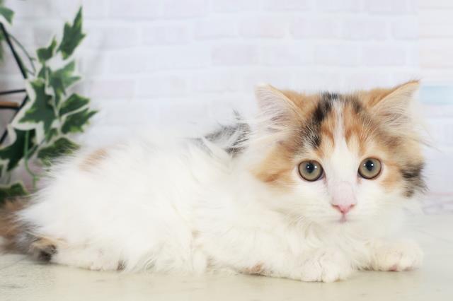 長崎県のスコティッシュフォールド (Coo&RIKU大村店/2025年9月10日生まれ/女の子/キャリコ)の子猫の2枚目の画像