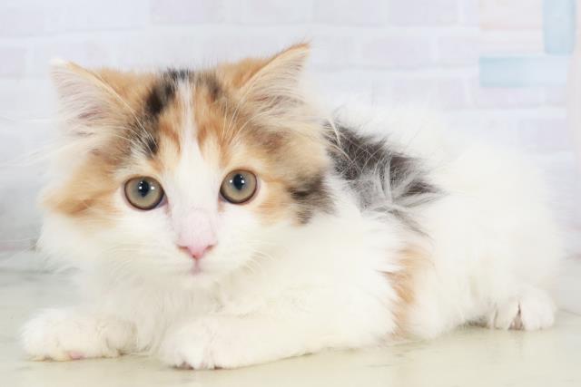 長崎県のスコティッシュフォールド (Coo&RIKU大村店/2025年9月10日生まれ/女の子/キャリコ)の子猫の3枚目の画像