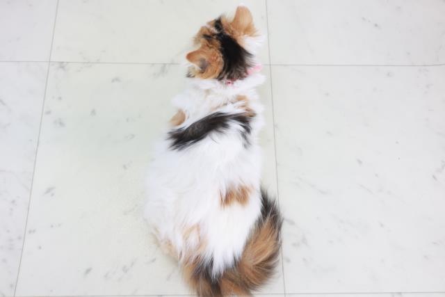 長崎県のスコティッシュフォールド (Coo&RIKU大村店/2025年9月10日生まれ/女の子/キャリコ)の子猫の4枚目の画像