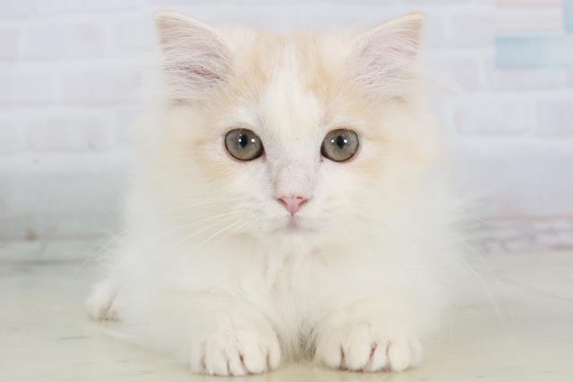 福岡県のスコティッシュフォールド (Coo&RIKUゆめタウン飯塚店/2025年9月10日生まれ/女の子/クリームタビーホワイト)の子猫の1枚目の画像