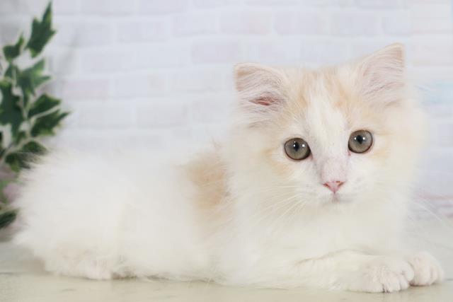 福岡県のスコティッシュフォールド (Coo&RIKUゆめタウン飯塚店/2025年9月10日生まれ/女の子/クリームタビーホワイト)の子猫の2枚目の画像