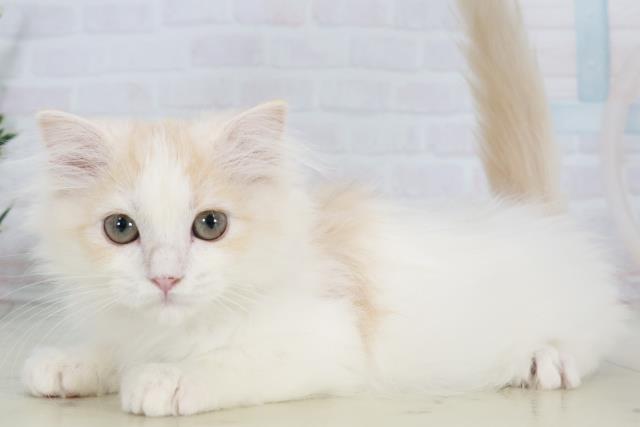 福岡県のスコティッシュフォールド (Coo&RIKUゆめタウン飯塚店/2025年9月10日生まれ/女の子/クリームタビーホワイト)の子猫の3枚目の画像