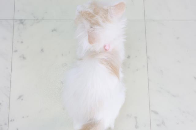 福岡県のスコティッシュフォールド (Coo&RIKUゆめタウン飯塚店/2025年9月10日生まれ/女の子/クリームタビーホワイト)の子猫の4枚目の画像
