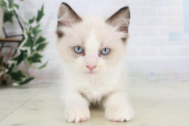 沖縄県のラグドール (Coo&RIKU沖縄浦添店/2025年10月9日生まれ/男の子/シールポイントバイカラー)の子猫の1枚目の画像