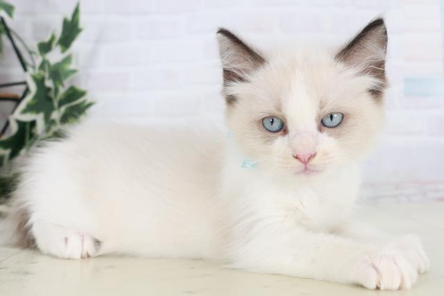 沖縄県のラグドール (Coo&RIKU沖縄浦添店/2025年10月9日生まれ/男の子/シールポイントバイカラー)の子猫の2枚目の画像