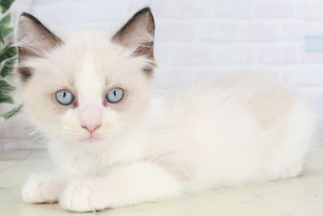 沖縄県のラグドール (Coo&RIKU沖縄浦添店/2025年10月9日生まれ/男の子/シールポイントバイカラー)の子猫の3枚目の画像