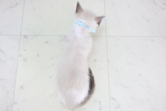 沖縄県のラグドール (Coo&RIKU沖縄浦添店/2025年10月9日生まれ/男の子/シールポイントバイカラー)の子猫の4枚目の画像