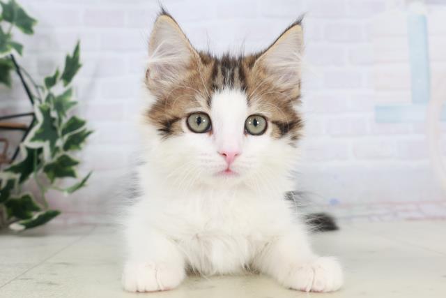 沖縄県のサイベリアン (Coo&RIKUイオン北谷店/2025年9月23日生まれ/女の子/ブラウンタビーホワイト)の子猫の1枚目の画像
