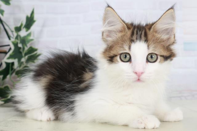 沖縄県のサイベリアン (Coo&RIKUイオン北谷店/2025年9月23日生まれ/女の子/ブラウンタビーホワイト)の子猫の2枚目の画像