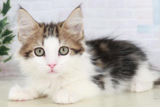 沖縄県のサイベリアン (Coo&RIKUイオン北谷店/2025年9月23日生まれ/女の子/ブラウンタビーホワイト)の子猫の3枚目の画像