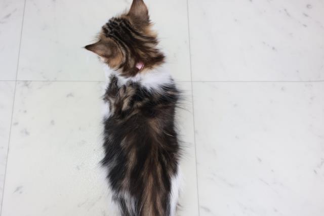 沖縄県のサイベリアン (Coo&RIKUイオン北谷店/2025年9月23日生まれ/女の子/ブラウンタビーホワイト)の子猫の4枚目の画像