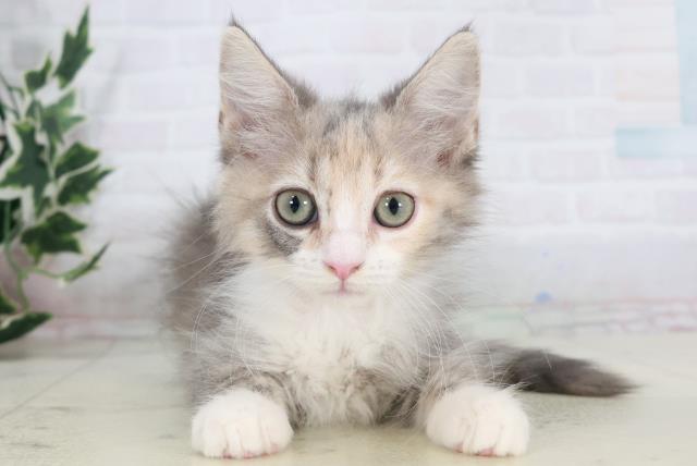 沖縄県のサイベリアン (Coo&RIKUイーアス沖縄豊崎店/2025年9月23日生まれ/女の子/ブルーパッチドタビーホワイト)の子猫の1枚目の画像