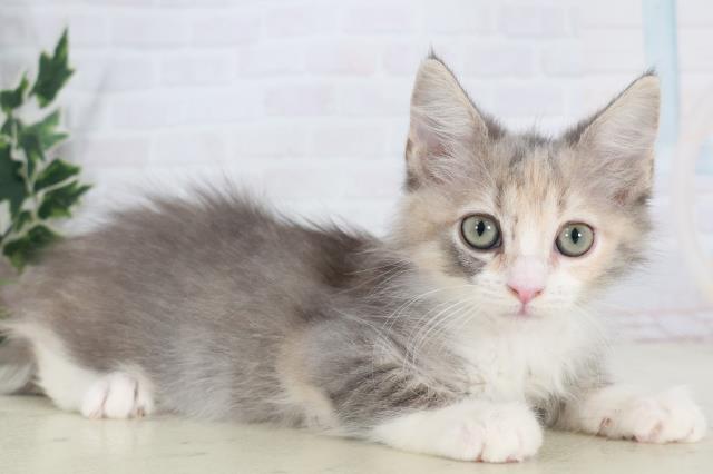 沖縄県のサイベリアン (Coo&RIKUイーアス沖縄豊崎店/2025年9月23日生まれ/女の子/ブルーパッチドタビーホワイト)の子猫の2枚目の画像