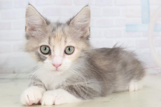 沖縄県のサイベリアン (Coo&RIKUイーアス沖縄豊崎店/2025年9月23日生まれ/女の子/ブルーパッチドタビーホワイト)の子猫の3枚目の画像