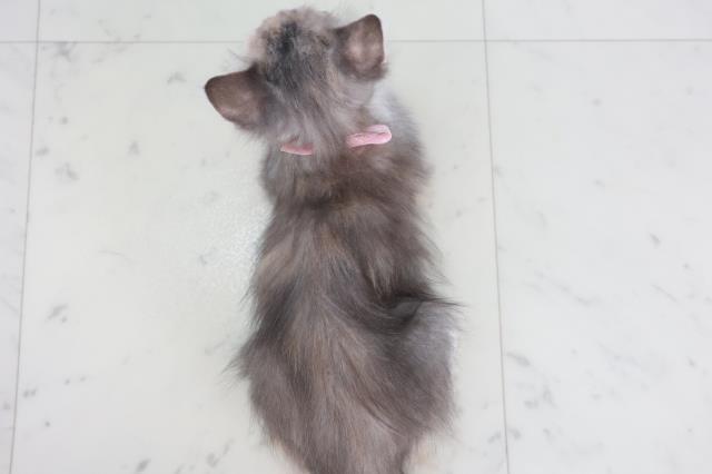 沖縄県のサイベリアン (Coo&RIKUイーアス沖縄豊崎店/2025年9月23日生まれ/女の子/ブルーパッチドタビーホワイト)の子猫の4枚目の画像